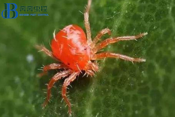 冬天那么冷，红蜘蛛会被冻死吗？还需不需要防治