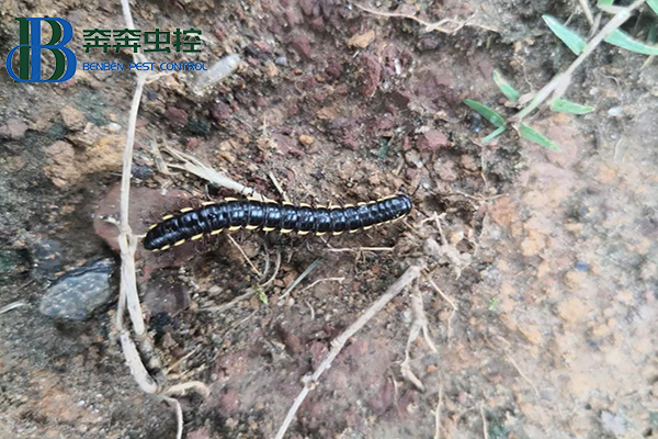 马陆是什么？如何防制？