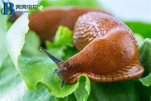 蛞蝓虽小，危害却大，这样防治最有效！