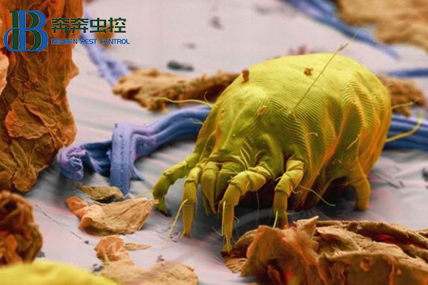 尘螨虽小，如何控制？