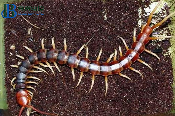 蜈蚣怎么防治？