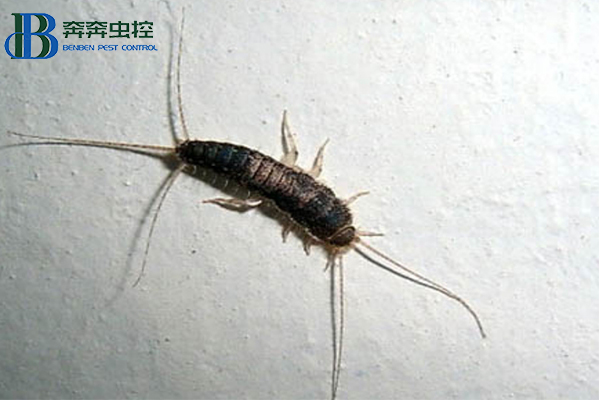 衣鱼入侵家中？上海虫控公司来告诉你！