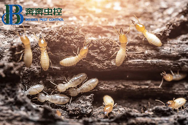 白蚁又要来了！如何防治？