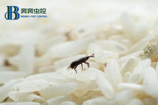 米虫又称米象，为何凭空出现在大米里?