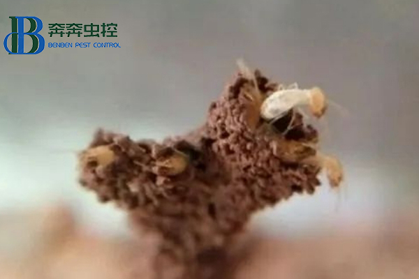 白蚁纷飞季，如何有效消灭白蚁