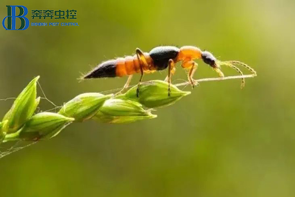 隐翅虫有多毒？被其咬伤怎么处理？