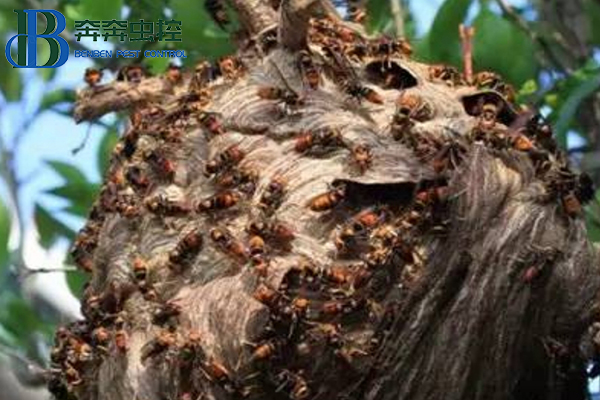 如何灭胡蜂？让上海灭虫公司来告诉你！