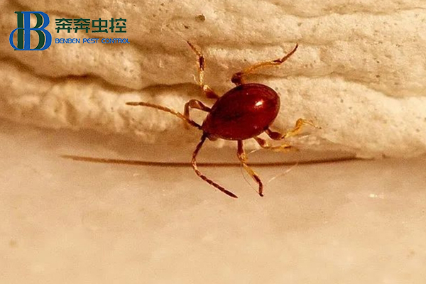 酒店或工厂仓库遭遇蛛甲怎么办？