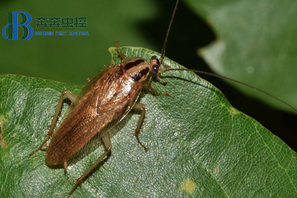 蟑螂入侵！防治蟑螂的小妙招！