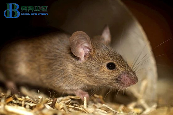 冬天如何防治老鼠？
