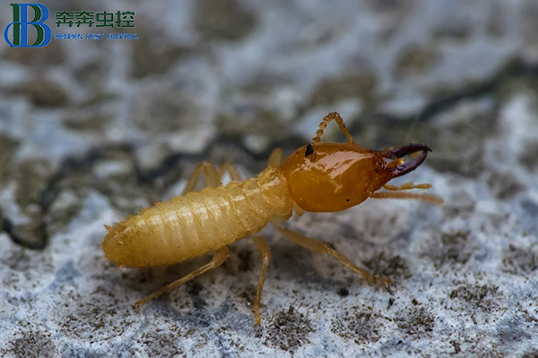 白蚁怎么灭？如何才能更有效的去除白蚁？