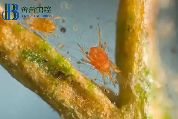 红蜘蛛防治措施，几招治住它，简单高效！