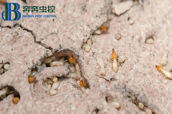 家中发现白蚁怎么办？