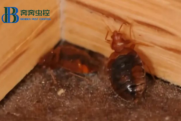 警惕臭虫，上海虫控公司教你防治臭虫！