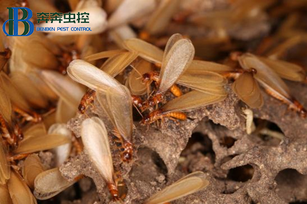 家里有了白蚁怎么办，怎么处理？