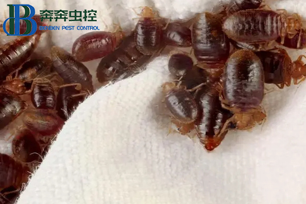 臭虫从哪里来的，让上海虫控公司告诉你！