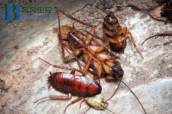 家里蟑螂成灾？是时候介绍真正的灭蟑技术了！