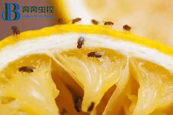 屋内乱飞的果蝇如何处理？