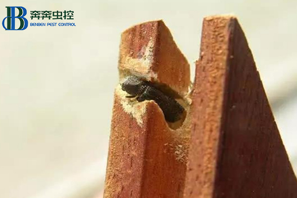 粉蠹预防灭杀方法