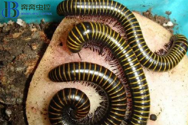 马陆虫的危害以及消灭马陆虫的方法