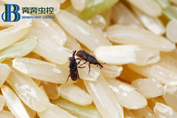 大米夏季会生虫？这虫是啥？