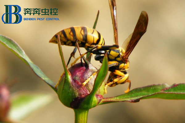 如何预防马蜂侵害？