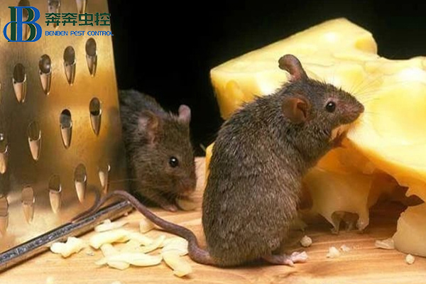 餐厅如何防鼠灭鼠？