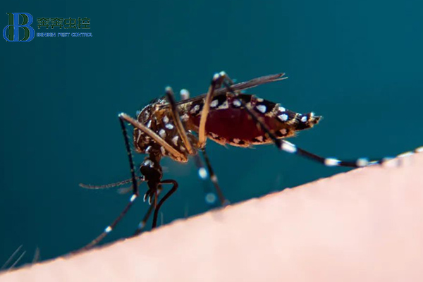 夏秋季节，谨防登革热！