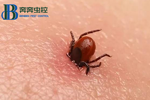 出游警惕蜱虫咬伤！