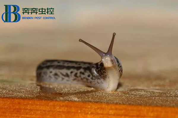 蔬果园如何清除蛞蝓？