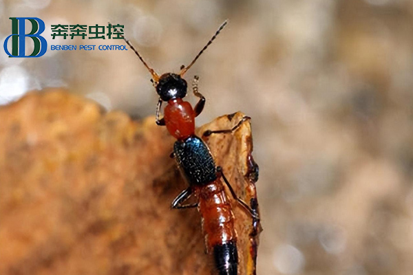 室内隐翅虫从何而来，如何有效防治？