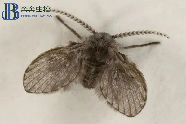 卫生间里的小飞蛾?