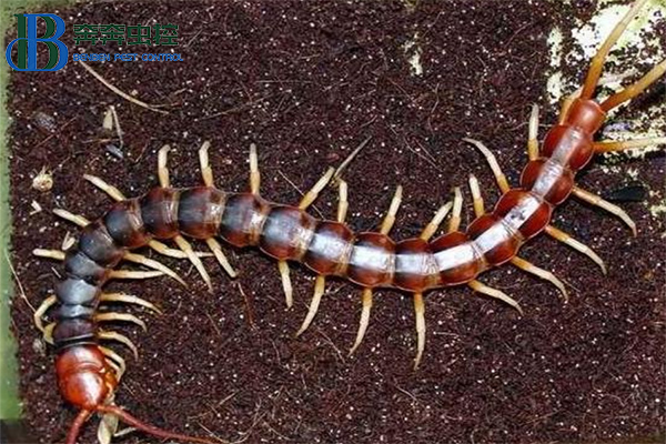 蜈蚣的危害及防治!