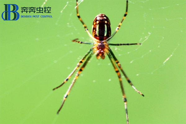 家里有蜘蛛怎么办?