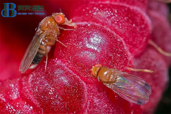 家庭果蝇怎么灭?