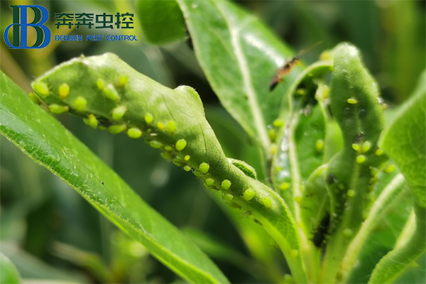 家庭园艺上的蚜虫反反复复怎么防治?