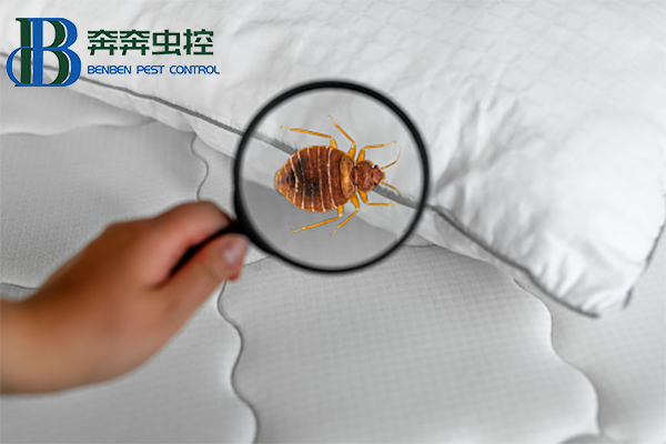 臭虫有什么危害?如何消灭臭虫?