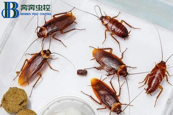 “超市” 或 “商场” 遇到蟑螂应该怎么防治?