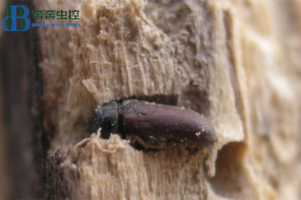 住宅小区粉蠹虫防治方法