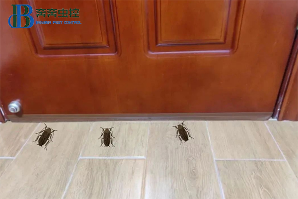 家里有蟑螂怎么办？除蟑公司来教你！