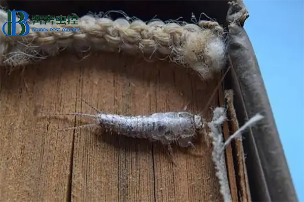 防治衣鱼虫全攻略