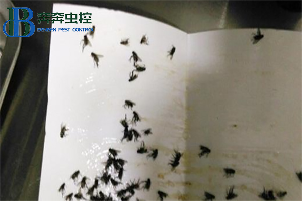 如何防治苍蝇