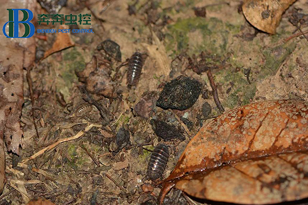 潮虫的习性特征及防治方法