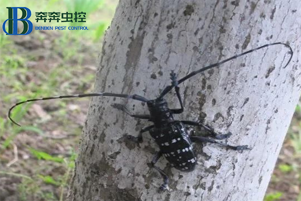 防治天牛，守护绿色家园