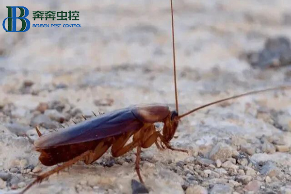 美洲大蠊是蟑螂吗？美洲大蠊是什么虫？