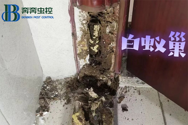 《防治家里白蚁的方法》