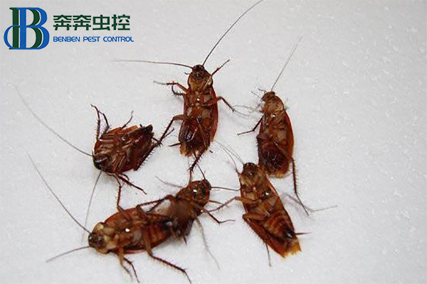 上海虫控公司告诉你蟑螂喜欢藏在哪里