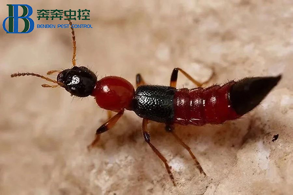 如何防治隐翅虫