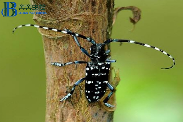 天牛应该如何防治？