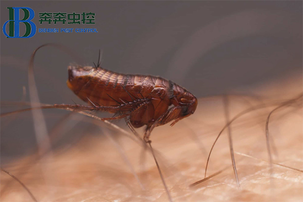 小小害虫，大大麻烦